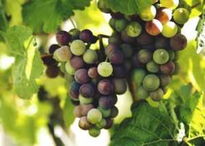 Виноград при диабете