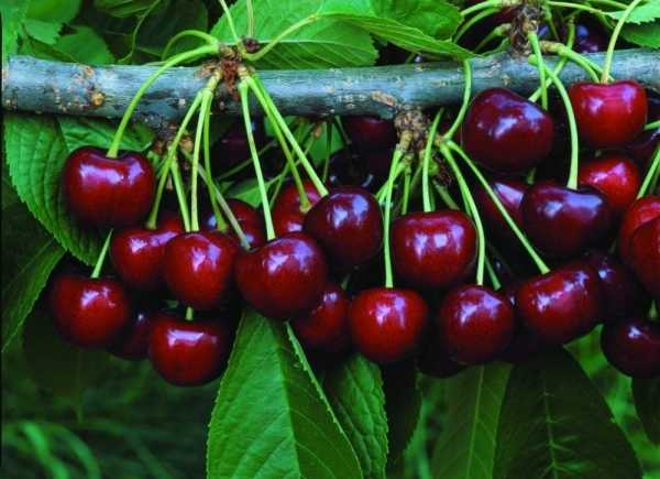 Вишня при диабете – влияние на оба типа