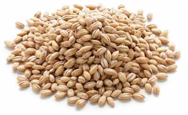 Ячмень и диабет – положительное влияние на повышение гликемии