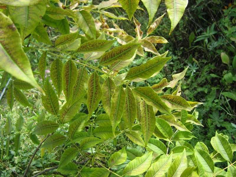 Спиртовая настойка