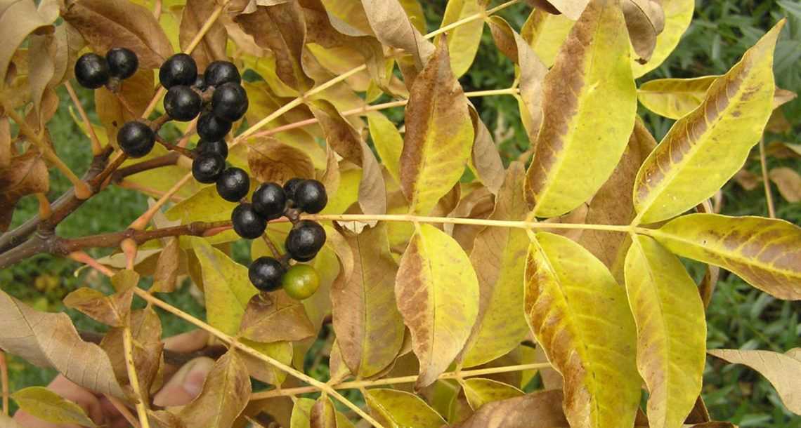 Применение при сахарном диабете