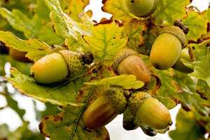 Желуди дуба при лечении сахарного диабета