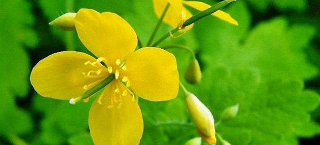 Чудесные свойства чистотела при панкреатите