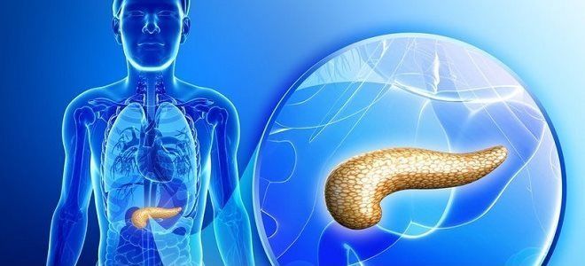 Нормальный размер поджелудочной железы по УЗИ у взрослого, патологии при отклонении показателей