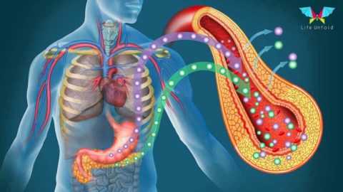 Активный процесс выработки инсулина.