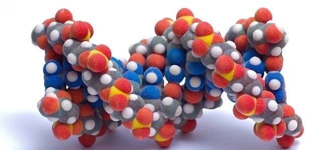 Виды гормонов поджелудочной железы и их роль в организме человека