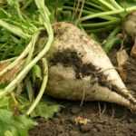 Белая или сахарная свекла противопоказана к употреблению при любых видах диабета.