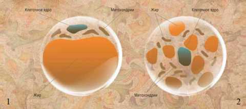 Белый (1) и бурый (2) адипоциты