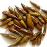 Березовые почки.