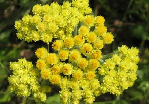 растение с невянущими цветами