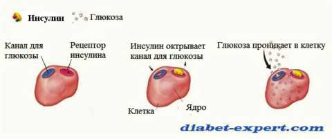 Без инсулинового гормона глюкоза не может попасть в клетки скелетных мышц