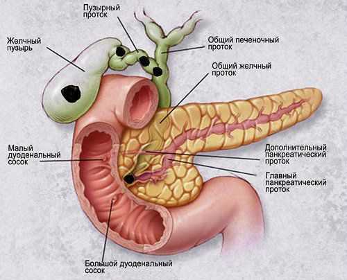 Строение поджелудочной железы 