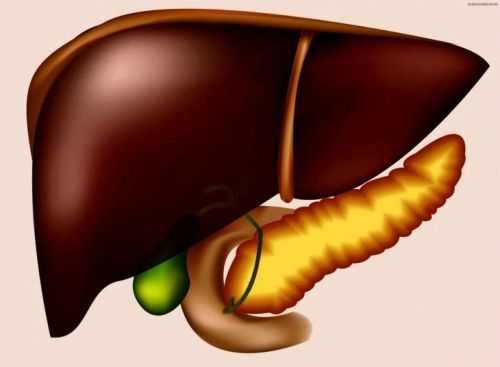 Печень и поджелудочная железа