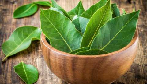 Благородный лавр лечит от всех болезней