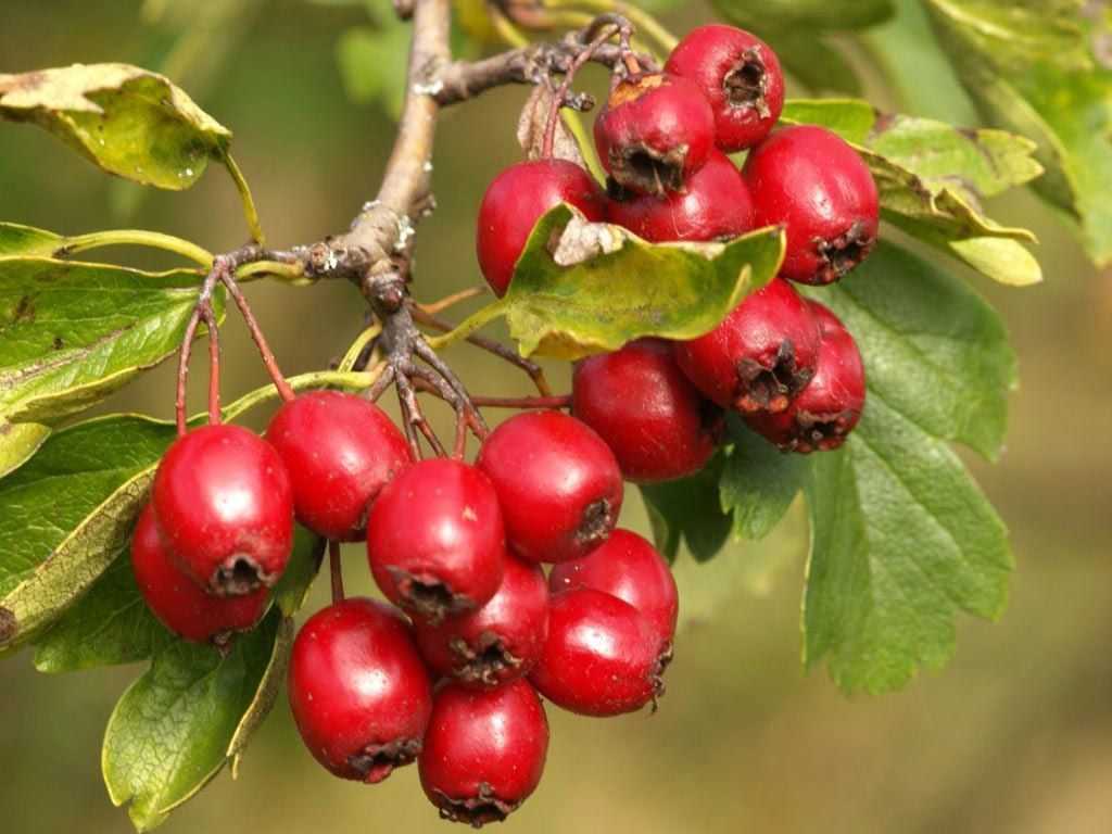 Народные средства