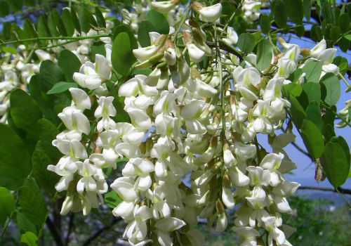 японская софора