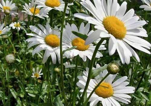 цветы ромашки