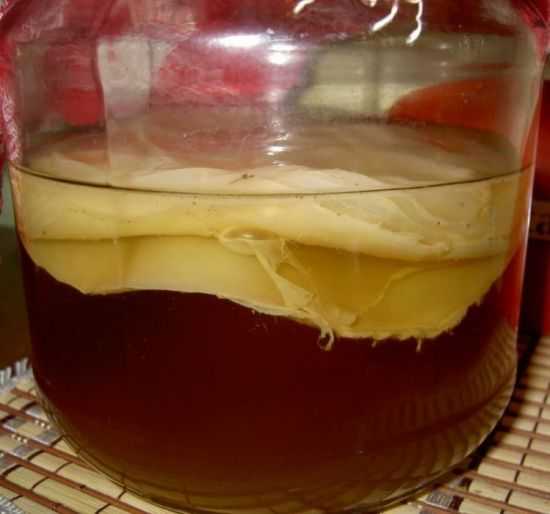 Чайный гриб