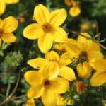 Череда является антисептиком.