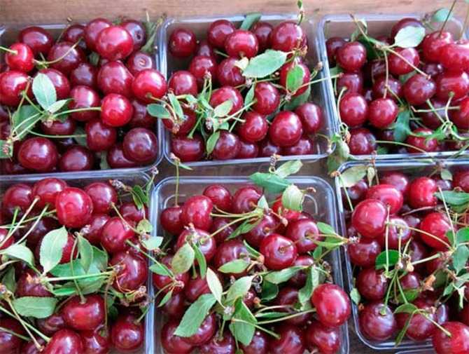 Черешня при гестационном диабете