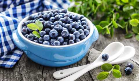 Черника, одуванчик, крапива двудомная. Черника, одуванчик, крапива двудомная.