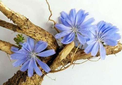 цветы и корень цикория