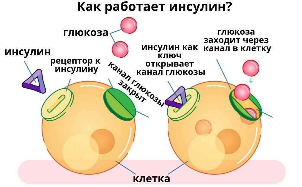 что такое инсулин