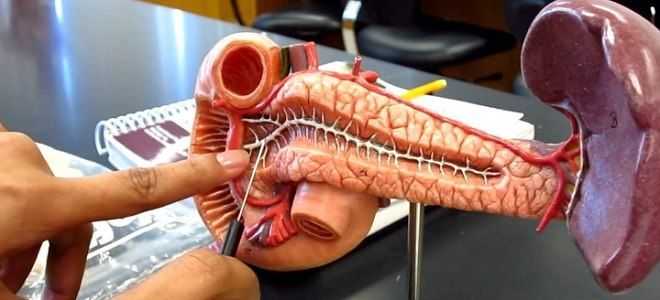 Ферменты, вырабатываемые поджелудочной железой