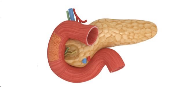 Изменение размеров поджелудочной железы у детей – норма или патология