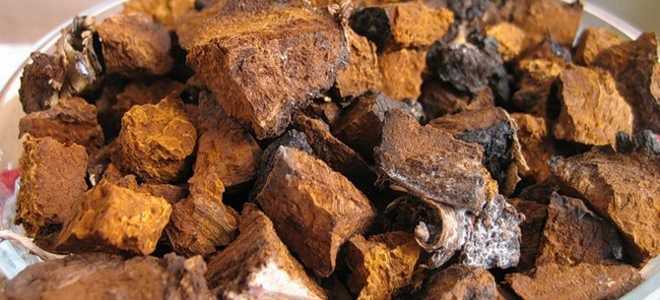 Чага березовая для поджелудочной железы