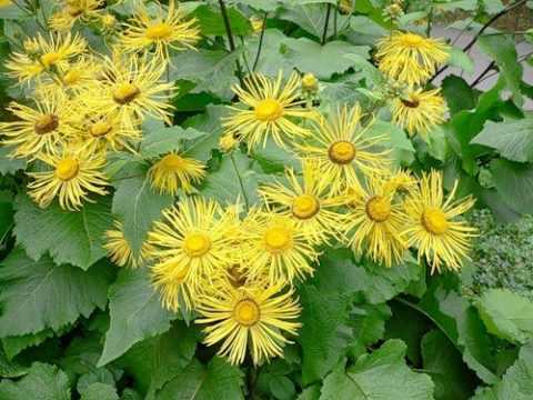 Девясил (листья и корни). Девясил (листья и корни).