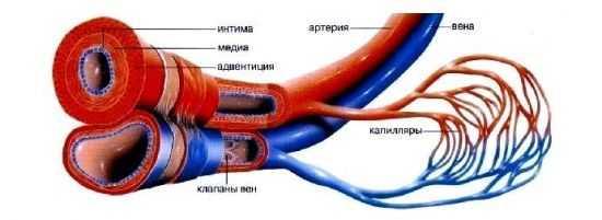Строение стенок сосудов