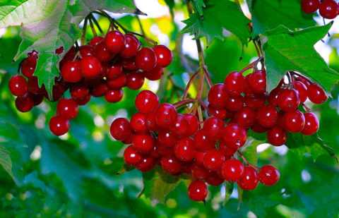 Для сохранения целебных свойств заготавливать сырье нужно в соответствии с правилами.