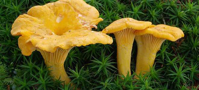 Методы лечения поджелудочной железы с помощью грибов лисичек