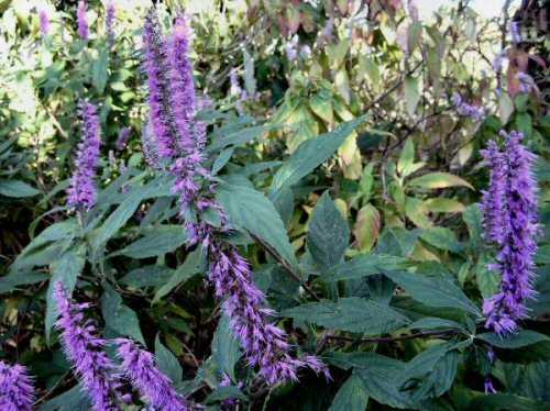 Эльсгольция или мализа