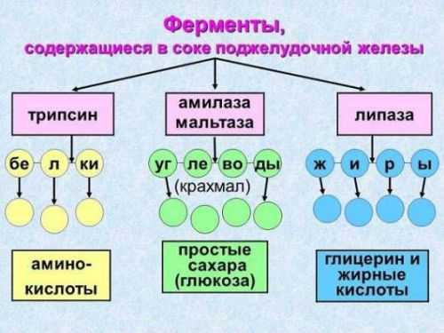 Ферменты поджелудочной железы