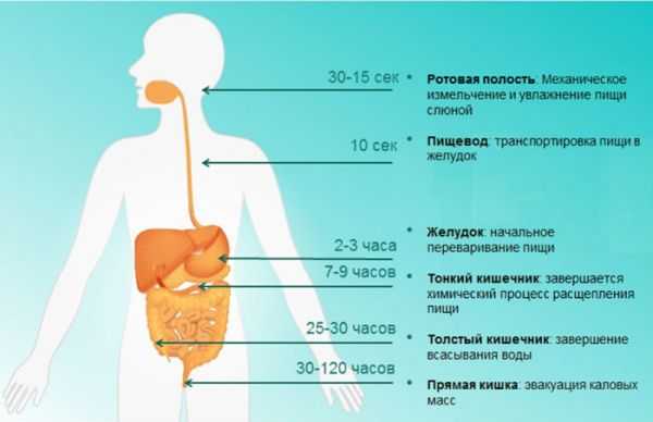 Процесс переваривания пищи