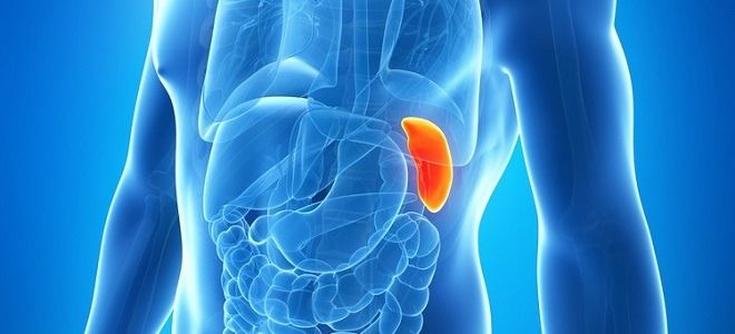 Как узнать, болит поджелудочная железа или селезенка?