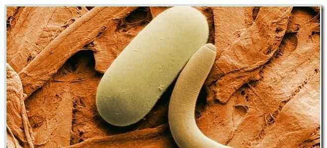 Многообразие паразитов в поджелудочной железе