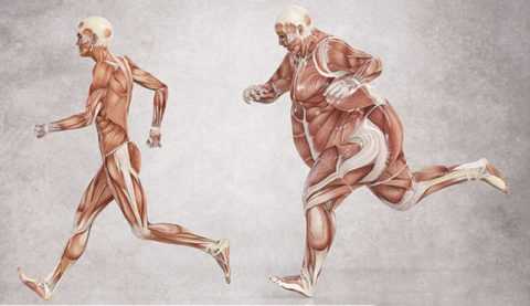 Физические нагрузки способны затормозить развитие нечувствительности к инсулину Физические нагрузки способны затормозить развитие нечувствительности к инсулину