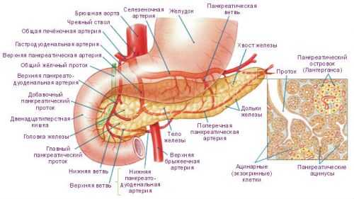 Строение поджелудочной железы
