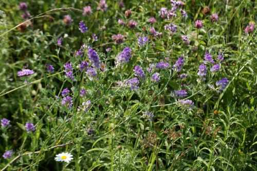 Люцерна посевная 