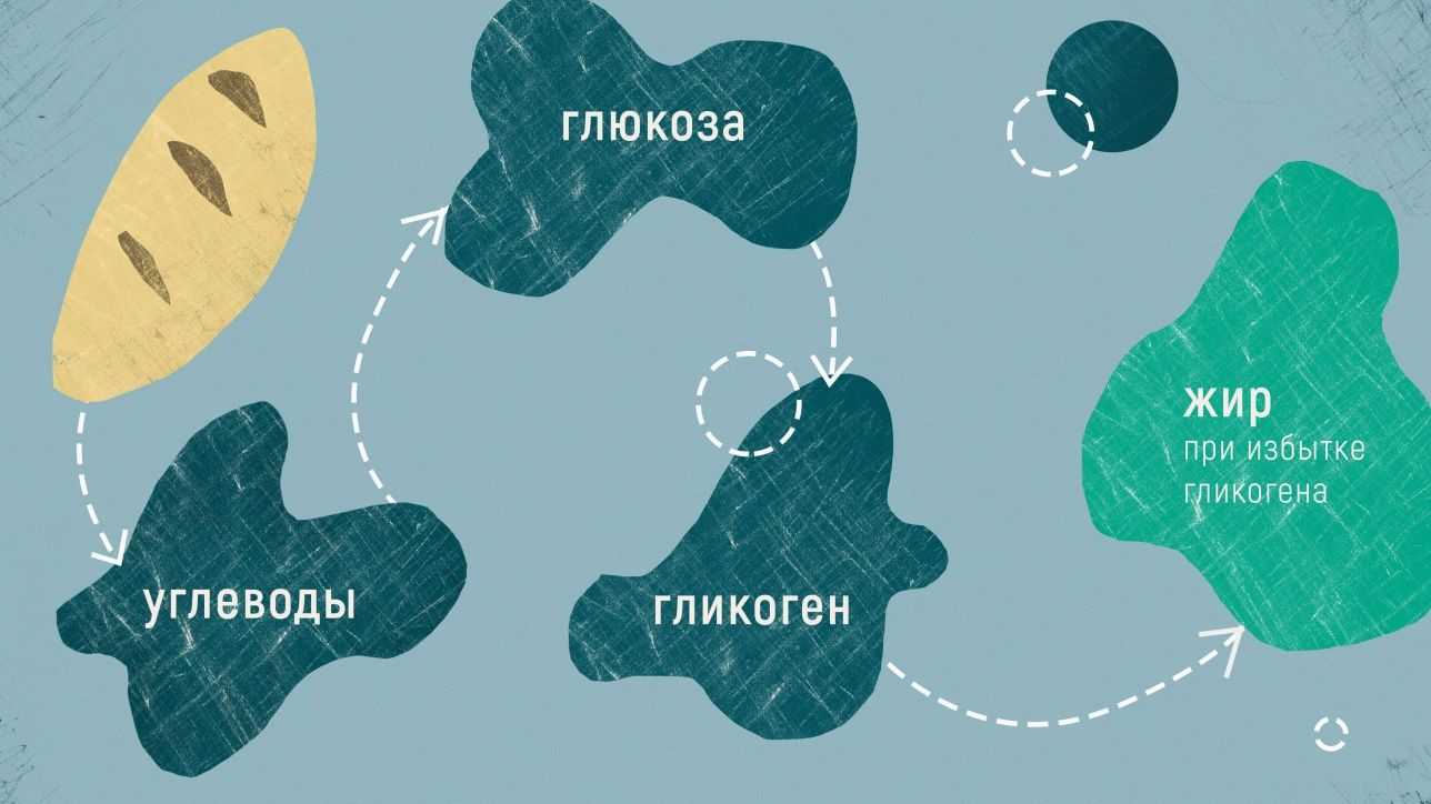 гликоген преобразуется в сахар
