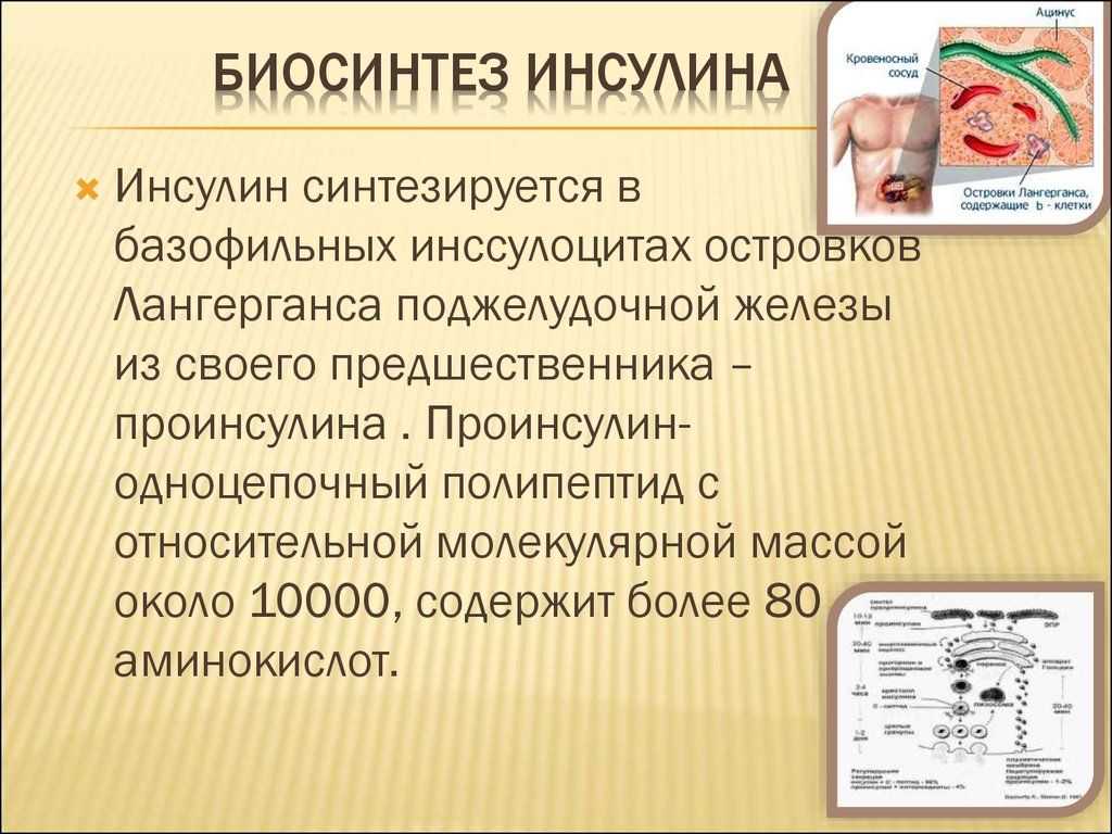 биосинтез инсулина