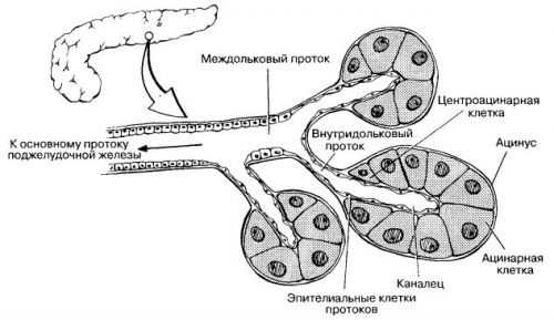 Строение экзокринной части поджелудочной