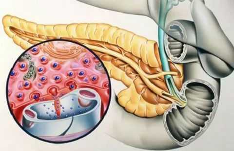 Поджелудочная железа