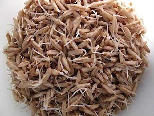 Проросшие зерна овса