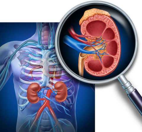 Иногда причина кроется в нарушении работы почек