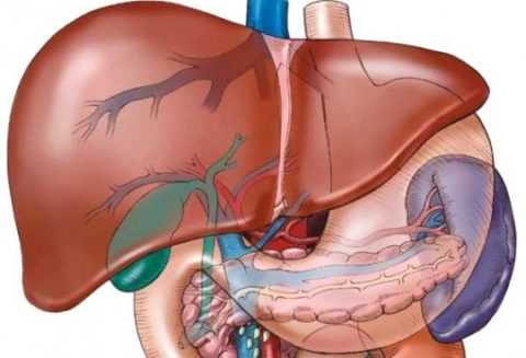 Инсулин направляет глюкозу в клетки печени в измененном виде, как гликоген. Инсулин направляет глюкозу в клетки печени в измененном виде, как гликоген.