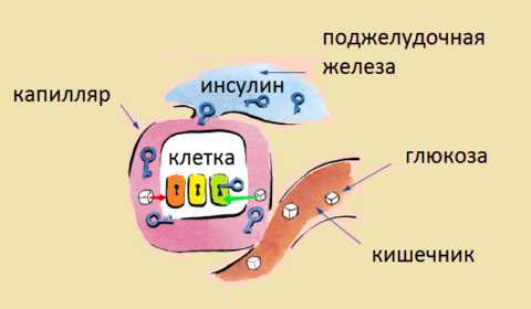Инсулин – транспортный гормон, «открывающий» мембрану клетки для глюкозы Инсулин – транспортный гормон, «открывающий» мембрану клетки для глюкозы